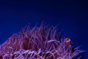 Fondo nemos
