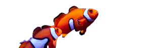 Nemos