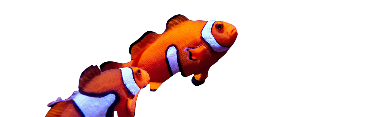 Nemos