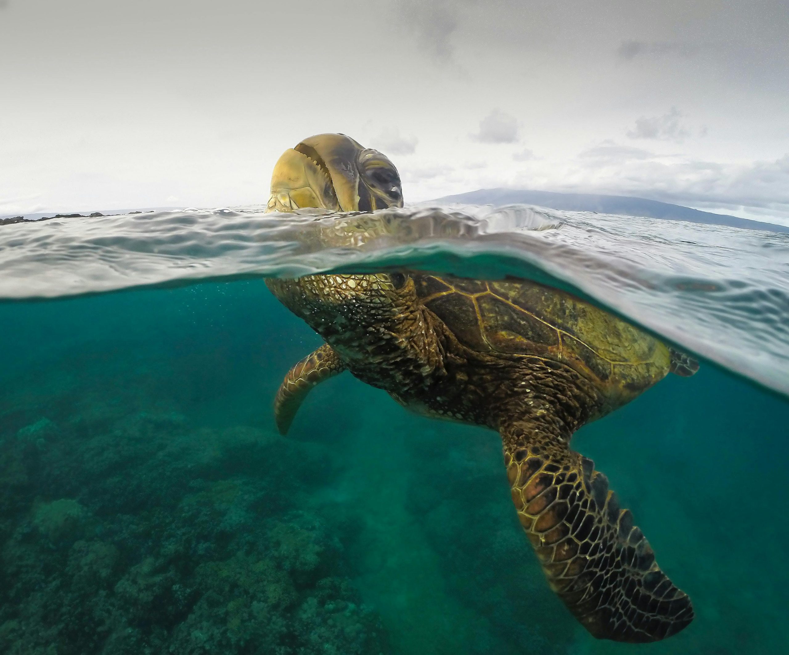 Tortuga respirando